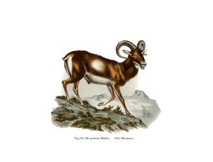 European Mouflon by German School